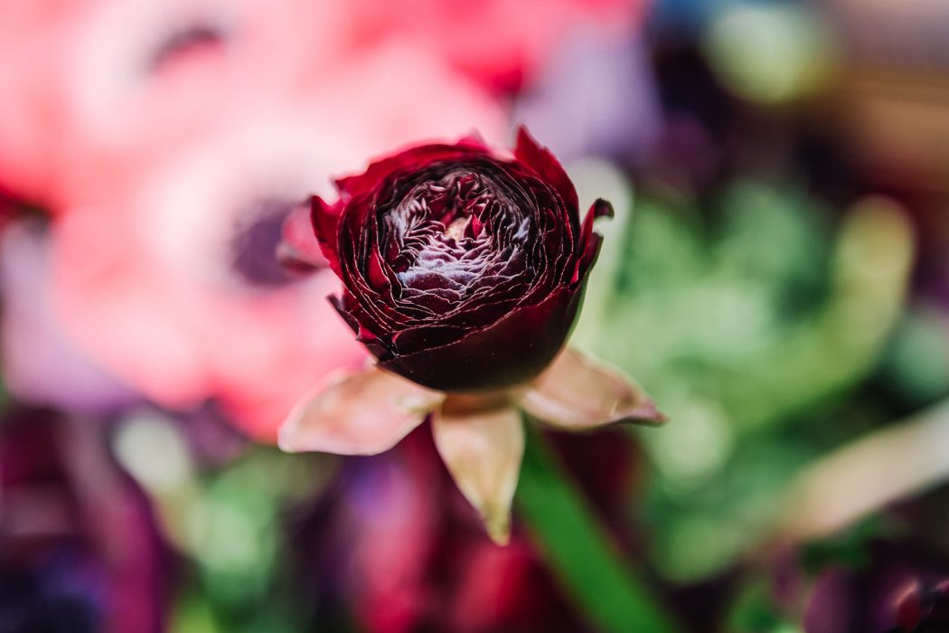 Går det att minska klimatpåverkan på produktionen av blommor? Svenskt sigill väcker ämnet.