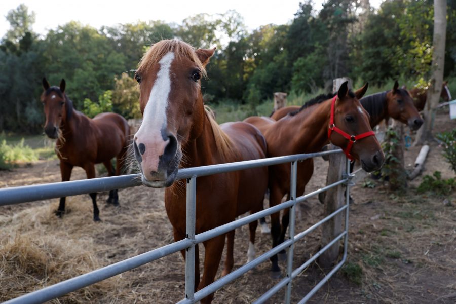 Hästar runt om i Frankrike har utsatts för makabra brott.