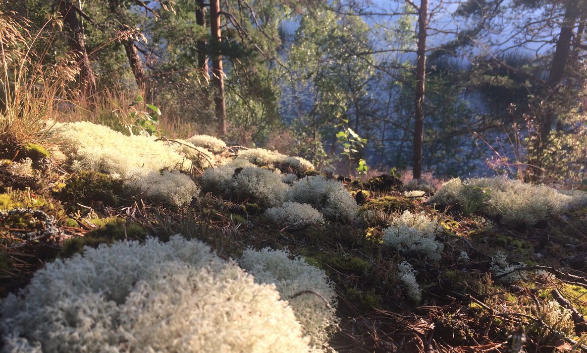 Den mångfald som gör skogens ekosystem så unikt vackert är hotad, skriver Max Whitman.