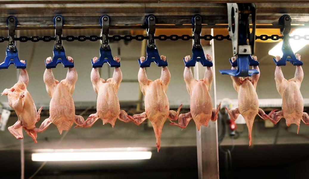 Kycklingar hängs upp och ner inför bedövningen, en metod som i sig är plågsam då många fått benbrott under transport och ovarsam hantering, enligt Djurens rätt.