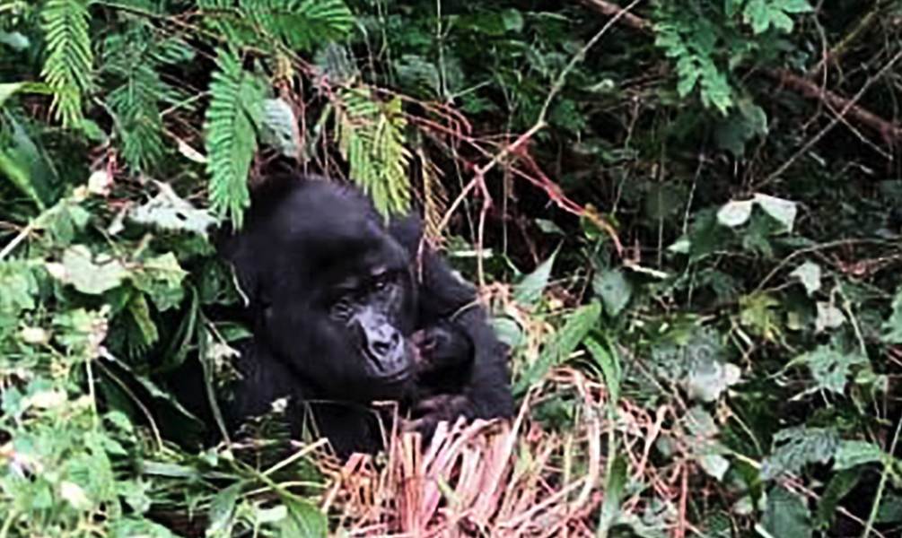 Fem gorillor har fötts på bara sex veckor i Bwindis ogenomträngliga nationalpark, som huserar omkring hälften av världens kända bergsgorillor.