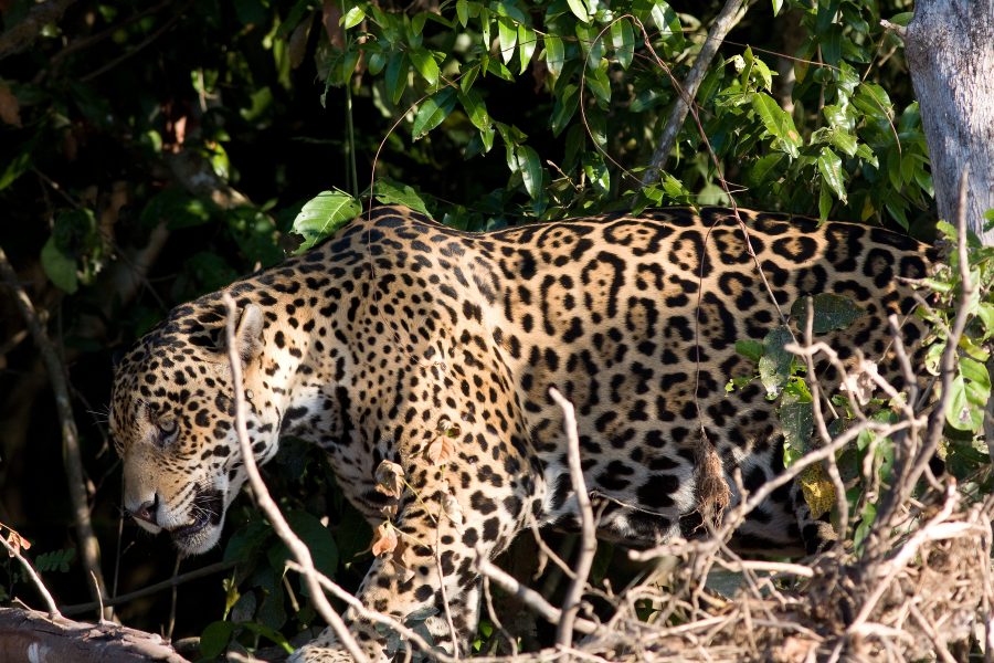 En jaguar fotograferad i våtmarksområdet Pantanal i Brasilien.