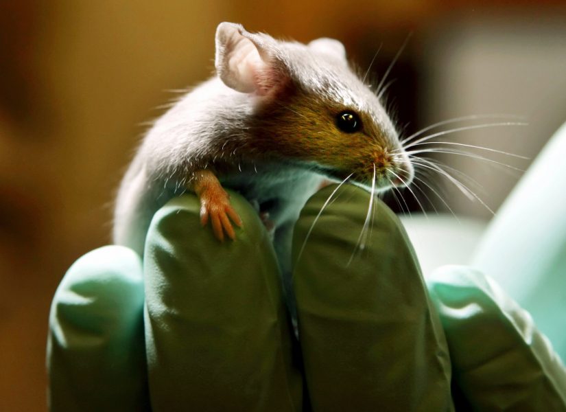 En mus på Jackson Laboratory i Maine, USA.
