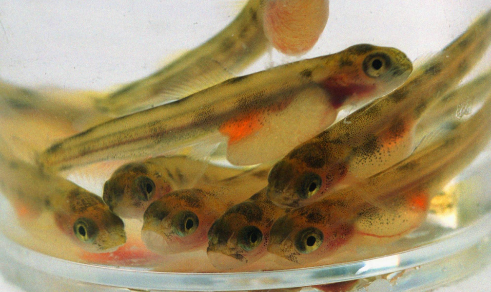När forskare studerar hur läkemedelsrester kan påverka fisk i laboratoriemiljö, kan de missa avgörande processer.