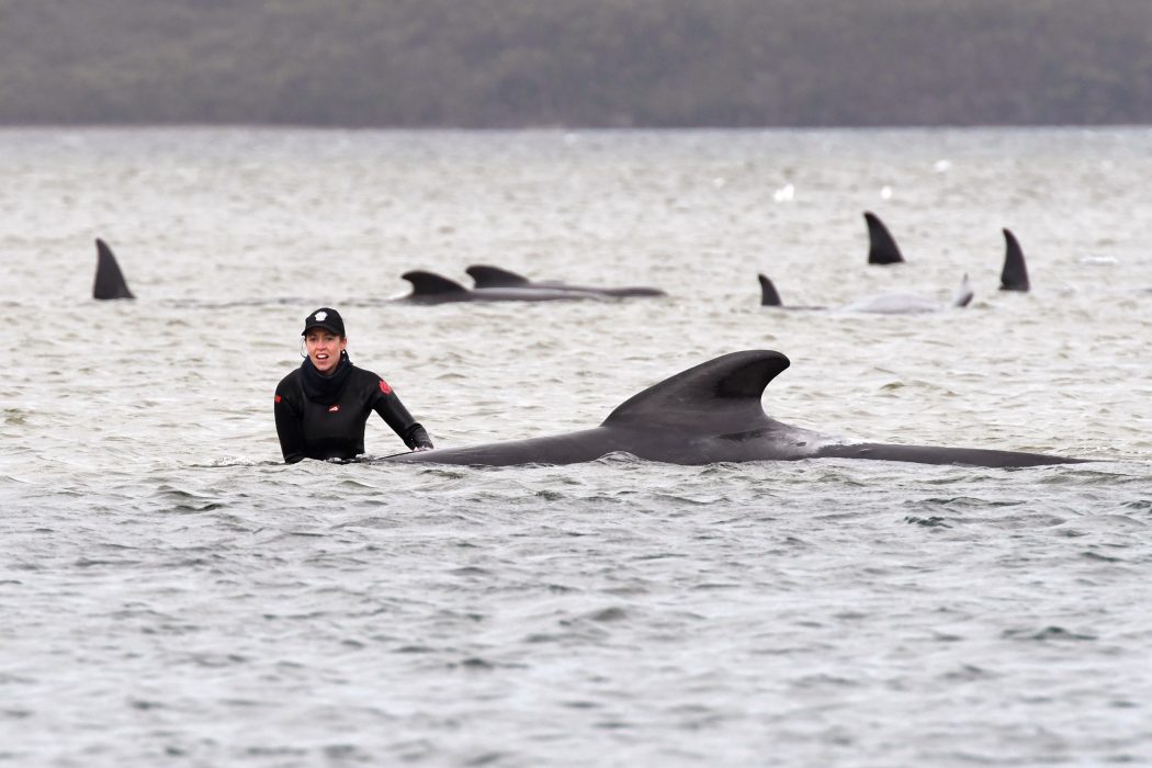 En av räddningsarbetarna vid en av de strandade valarna på Tasmaniens västkust.