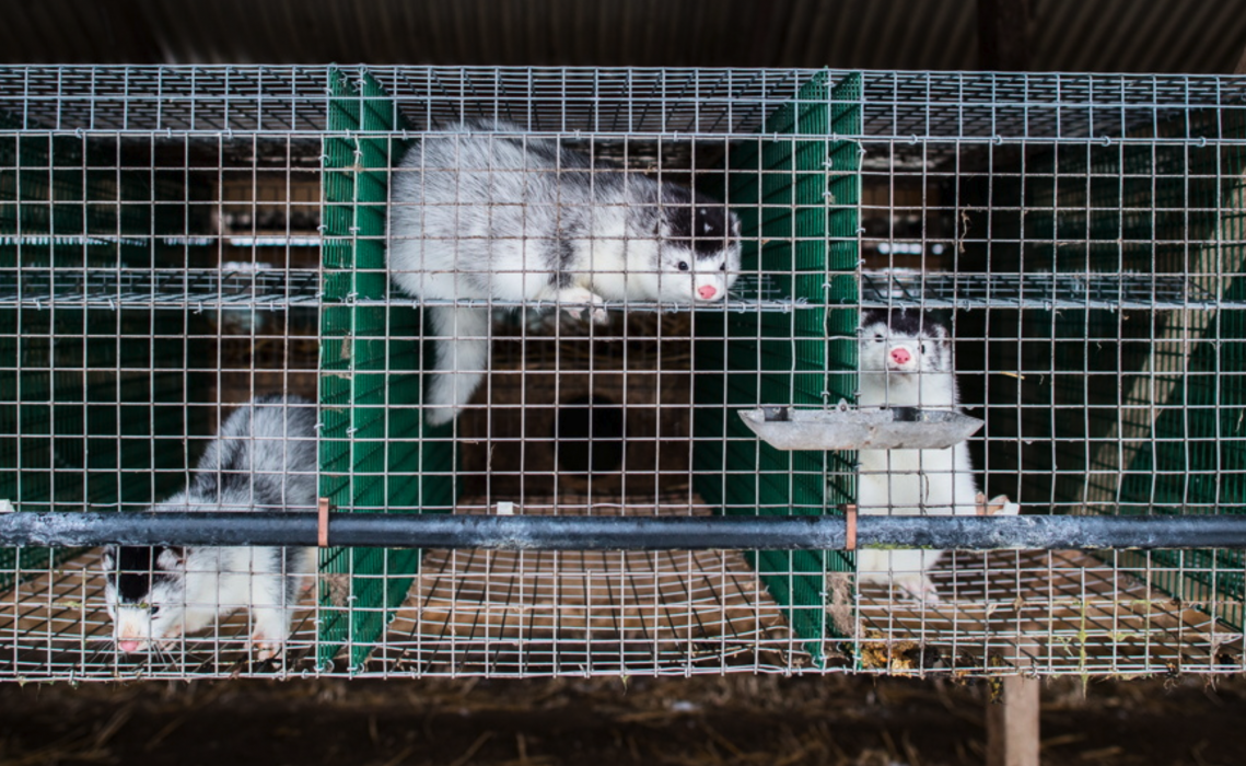 Danmark världens största producent av minkpäls och i landet finns cirka 1 400 minkfarmar, varje minkfarm hyser normalt mellan 10 000 och 15 000 minkar.