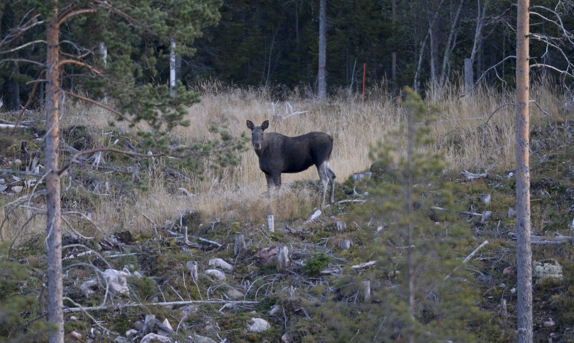 Skogsskador orsakade av älg och andra hjortdjur är fortsatt på en för hög nivå, meddelar Skogsstyrelsen.