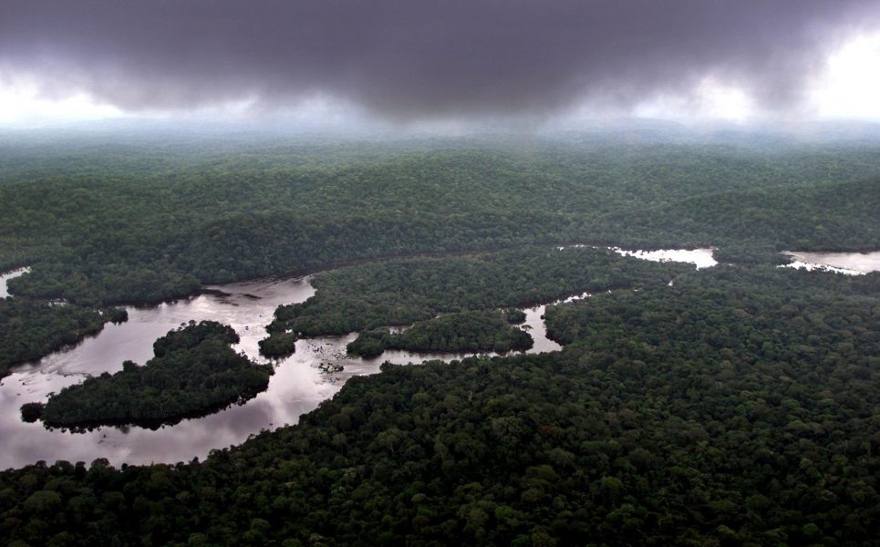 Tropiska skogsområden ger skydd åt hotade arter samtidigt som träden bidrar till att binda koldioxid.