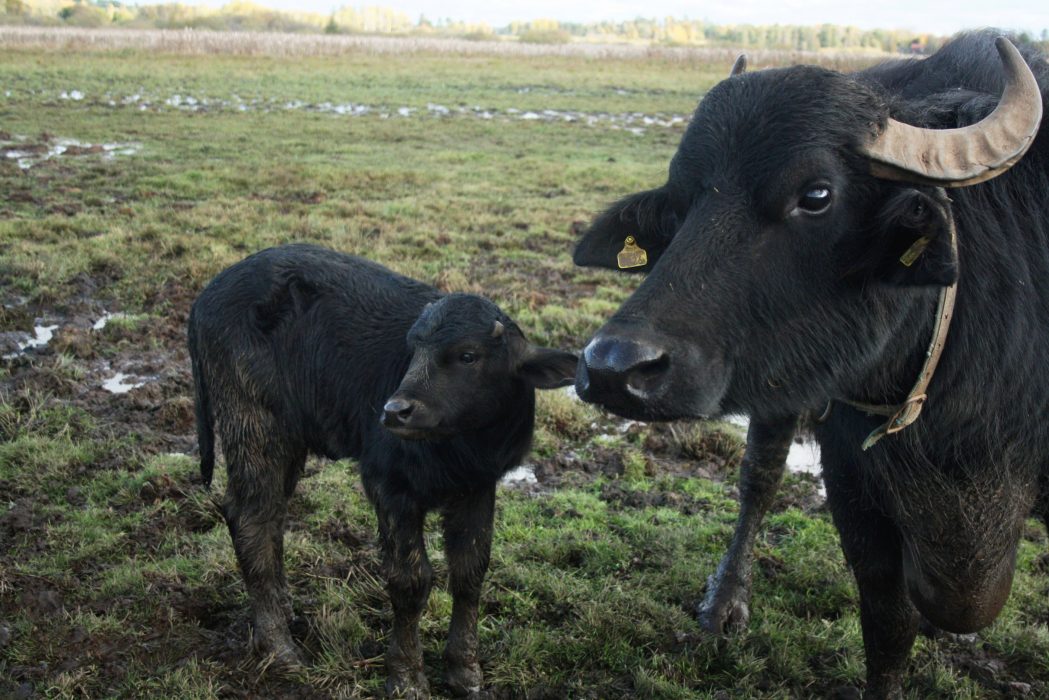 Vattenbufflarna i Fysingens naturreservat har fått tillökning.