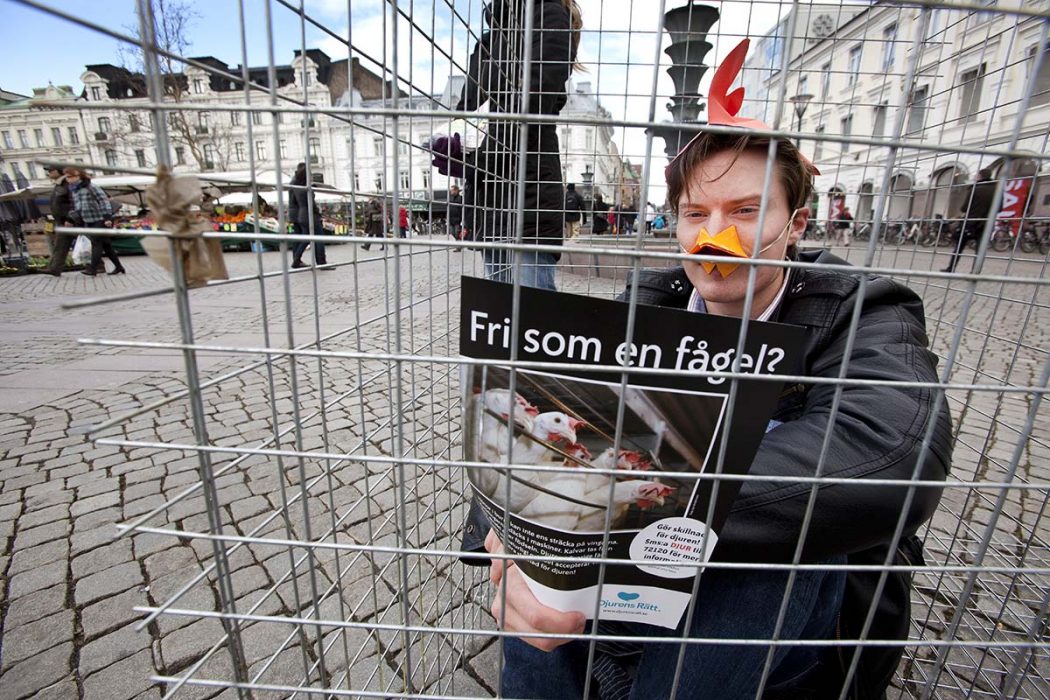 Lantbruksdjur som hönor i bur är fortfarande tillåtet i de flesta EU-länder.