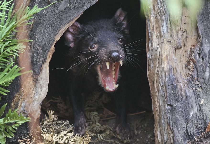 En tasmansk djävul på ett zoo i Sydney.