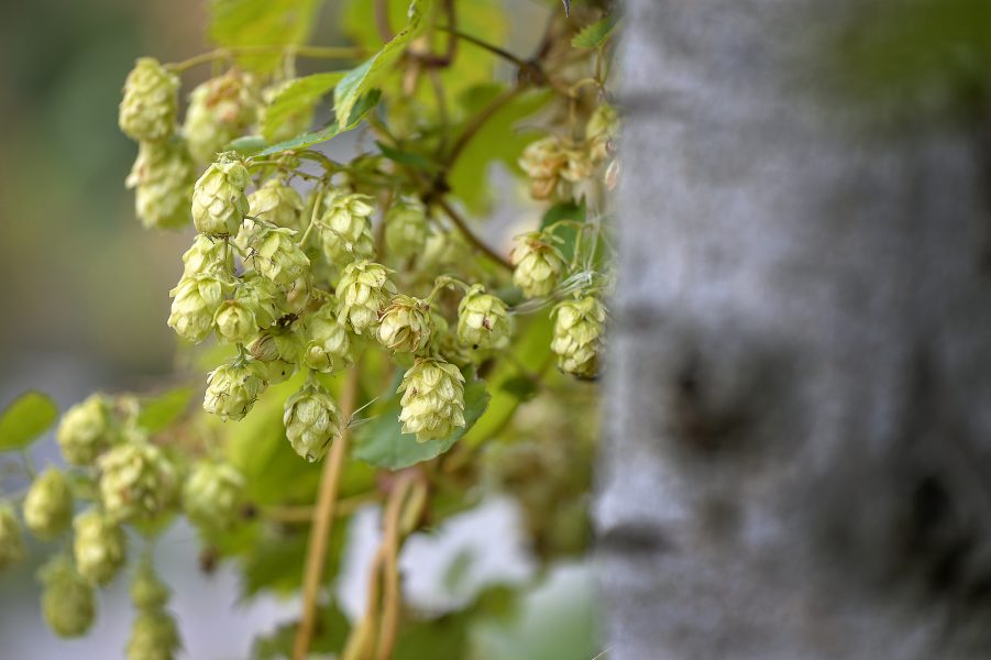 Honblommorna från humleplantan ger en best och blommig smak till ölen och ämnen i dem fungerar som konserveringsmedel.