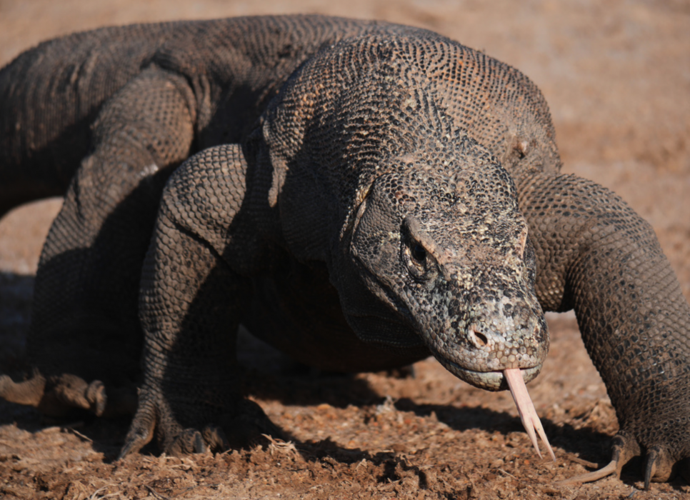 Indonesiens nuvarande komodovaranpopulation är cirka 3 000, enligt uppgifter från staten.