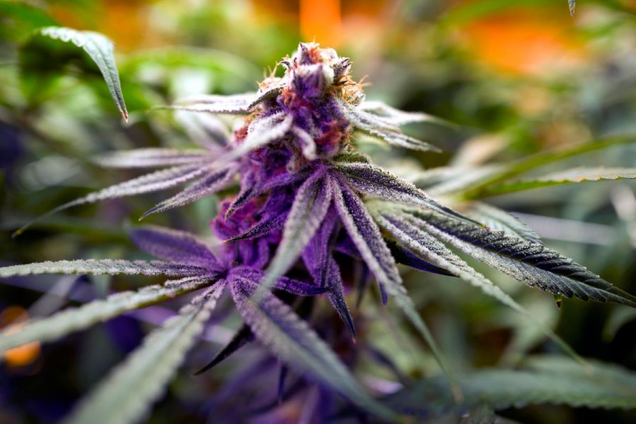 Två cannabisplantor får personer över 20 år odla om legaliseringen röstas igenom på söndag.