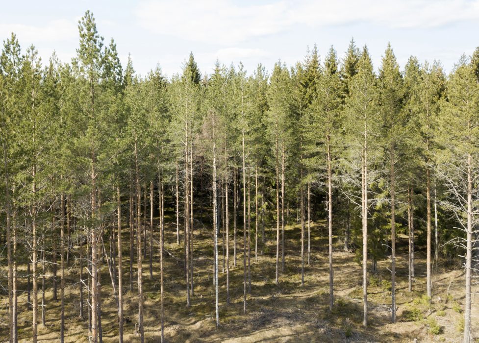 Allt ska vi använda skogen till, utom att låta den få vara bara skog, menar Stefan Strömberg.