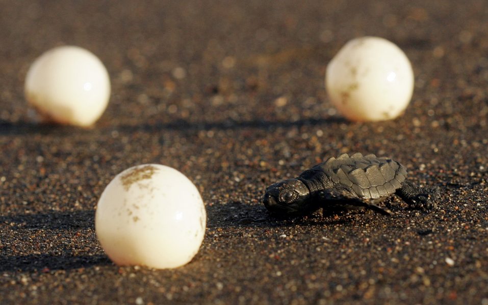 Nykläckt sköldpadda kravlar mot havet i Costa Rica.
