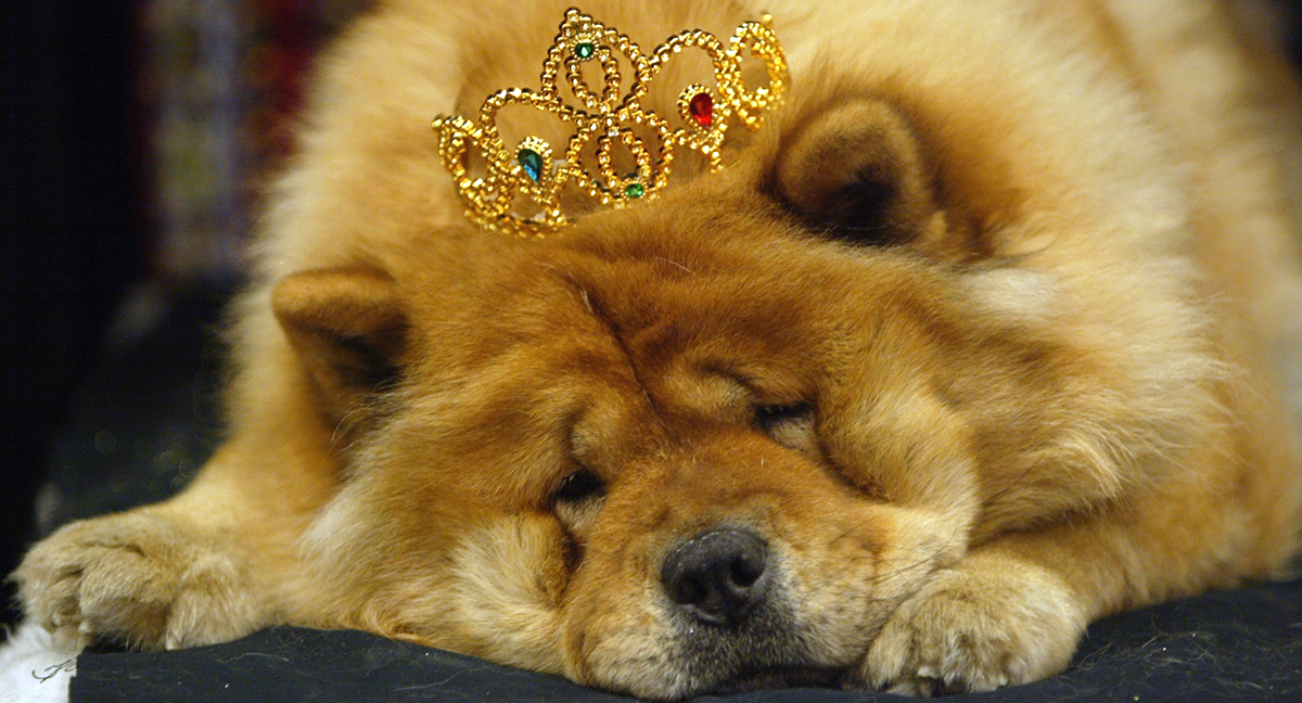 En chowchow vilar mellan uppvisningarna på en hundutställning.
