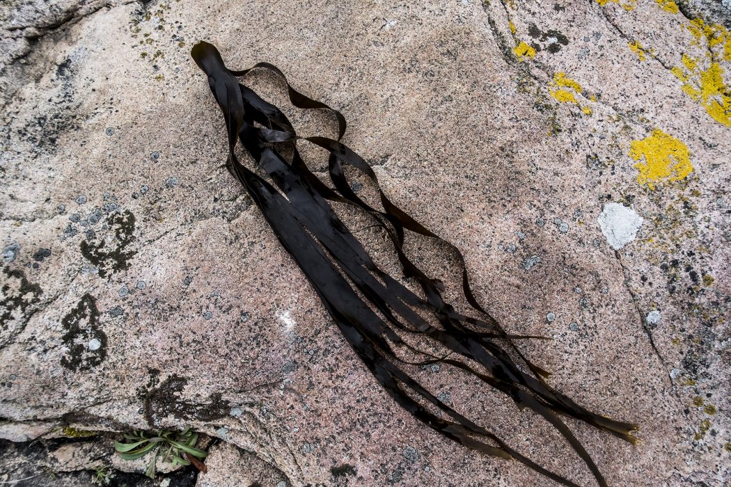 Tång odlas flitigt bland annat i Grebbestad i Bohuslän.