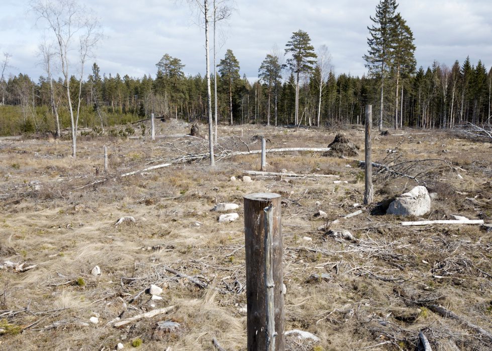 Har naturen rättigheter? Det diskuteras på ett webbinarium under Hållbarhetsveckan i Västra Götalandsregionen.