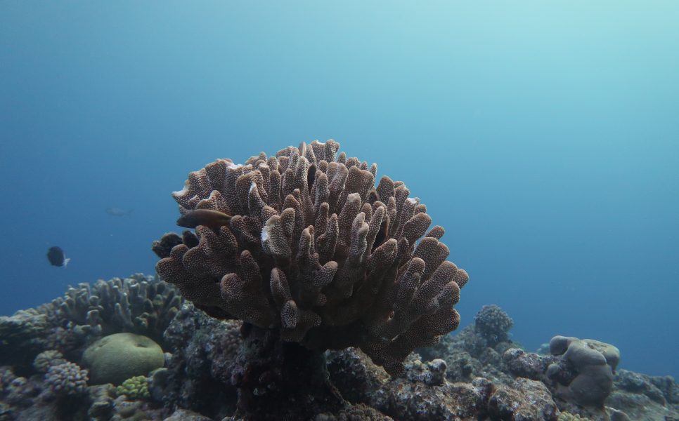 Hälften av korallerna har försvunnit från Stora barriärrevet sedan 1995.