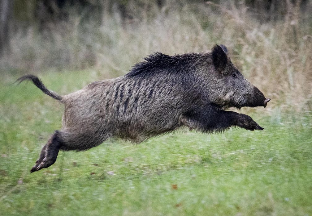 En jägare döms av Blekinge tingsrätt till villkorlig dom och dagsböter för att ha skjutit två kor under en vildsvinsjakt.