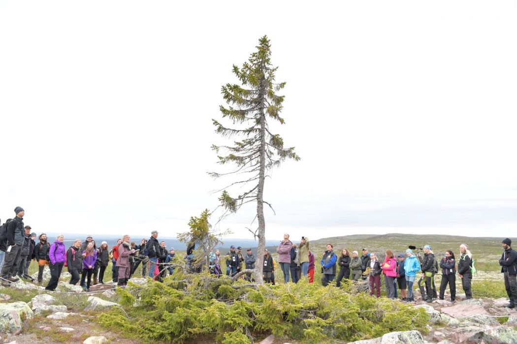 Old Tjikkos rotsystem är omkring 9500 år, men alltför intensit turism hotar nu dessa rötter.