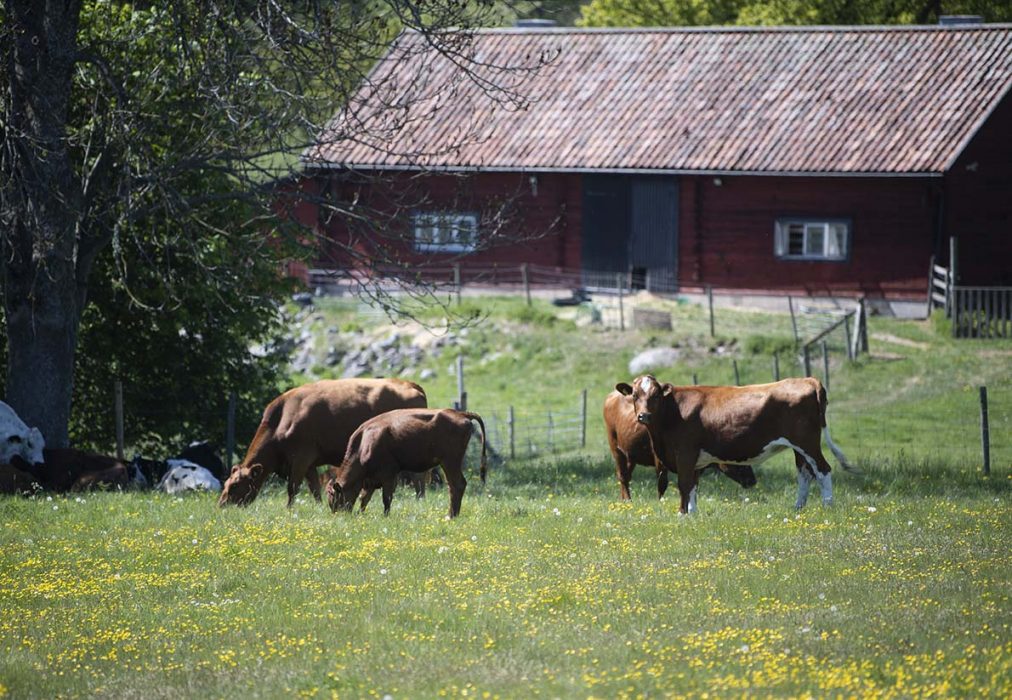 Några kor betar på Adelsö.