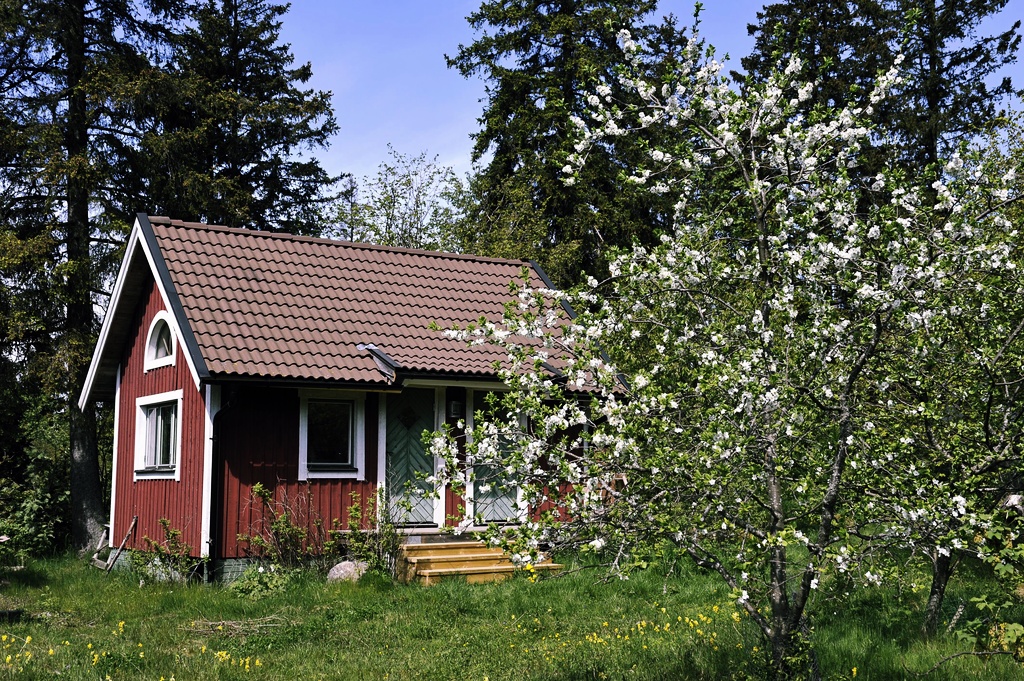 En sommarstuga med ett blommande plommonträd.