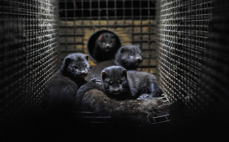 Danmark stoppar all uppfödning av mink under några år, vilket gör att många miljoner minkar slipper födas till ett liv i bur.
