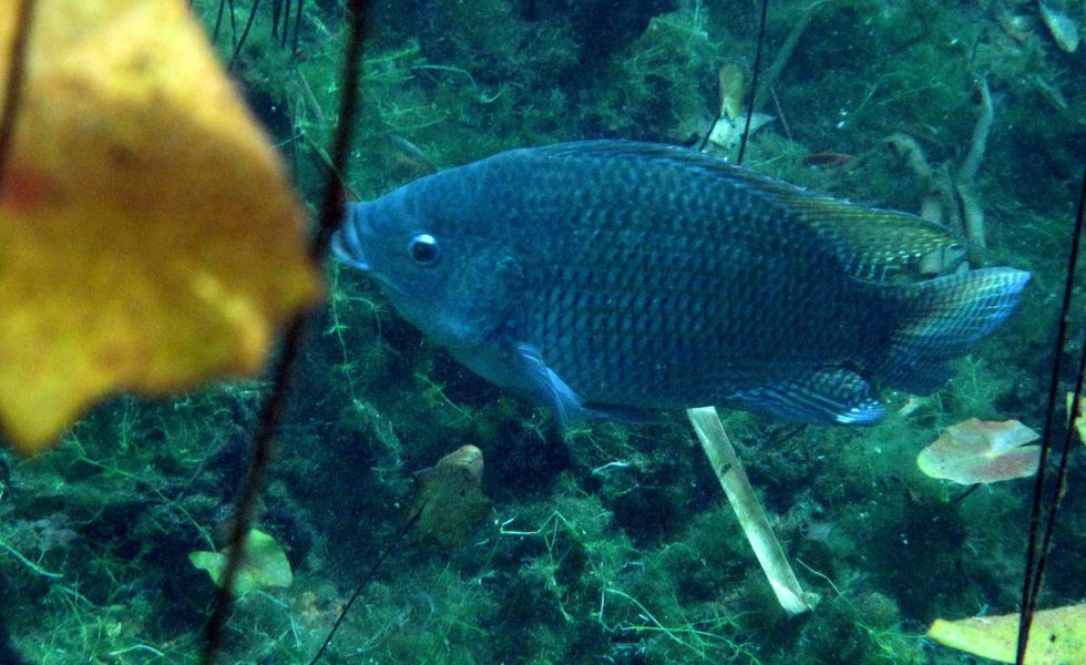 Nile tilapia, eller Niltilapia Tilapia är en grupp afrikanska fiskar av familjen ciklider.