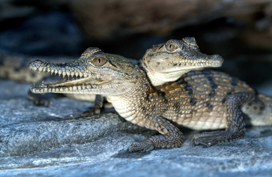 Krokodilungar i Australien.