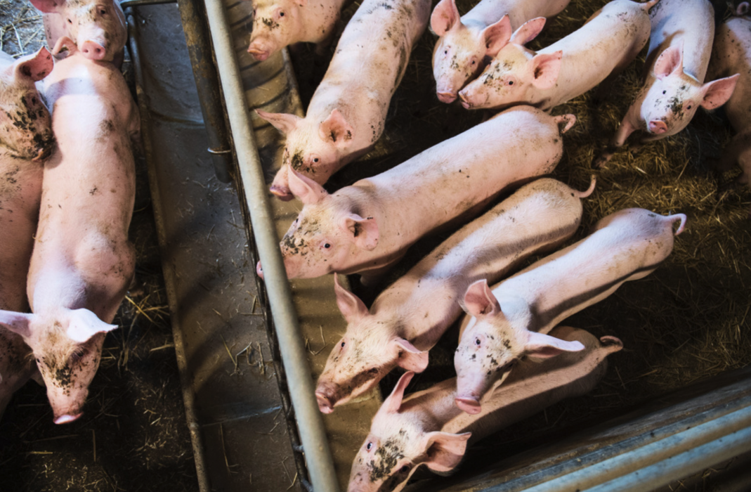 Sverige använder minst antibiotika i EU.