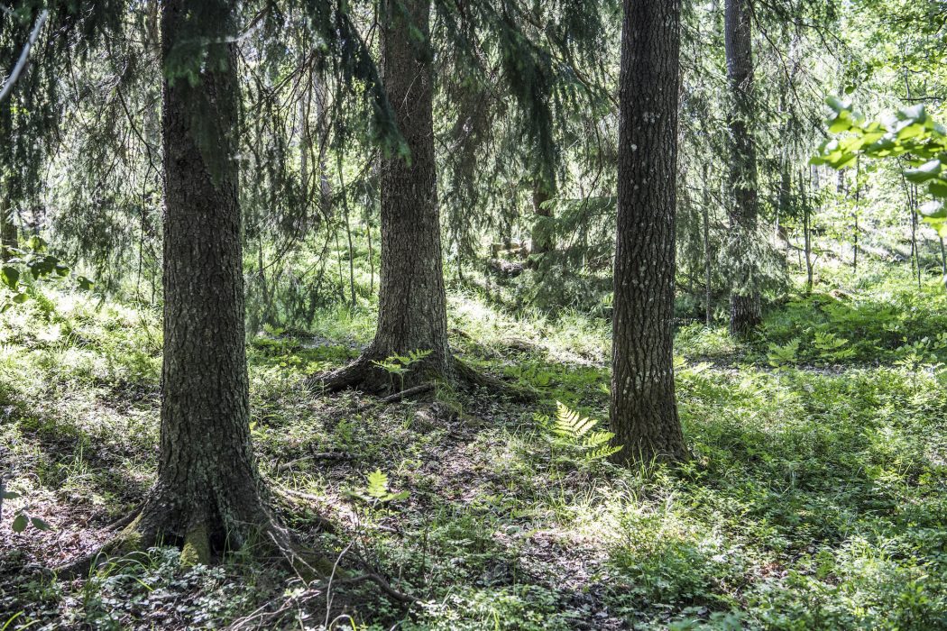 Efterfrågan på biobränslen riskerar att krocka med mål för levande skogar och skydd av hotade arter, enligt Jens Holm (V).