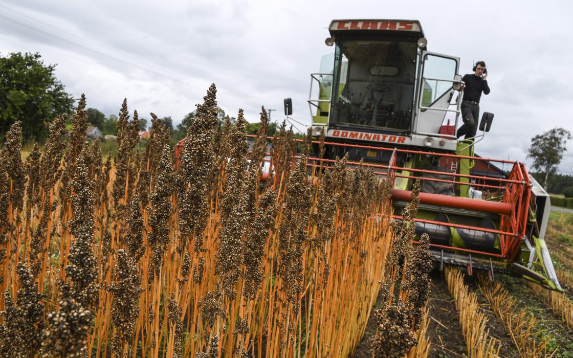 Här odlas quinoa för fullt i Skåne.