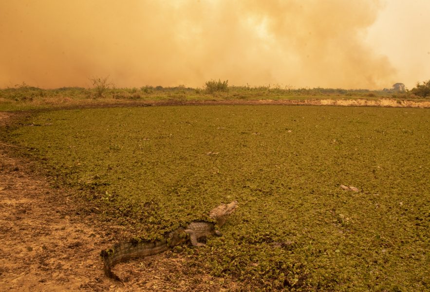 En alligator väntar medan en eldsvåda drar över Pantanal i Brasilien, världens största våtmark.