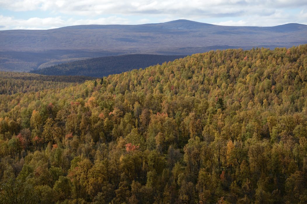 Norra Sverige har större skyddsområden än södra
