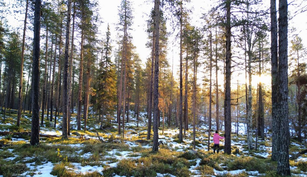 En del av den gammelskog som Sveaskog nu vill avverka.
