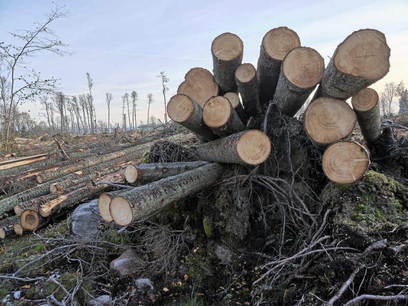 Skogsbolaget Södra ska betala en företagsbot för att utan tillstånd ha avverkat skog i ett naturreservat i Småland.