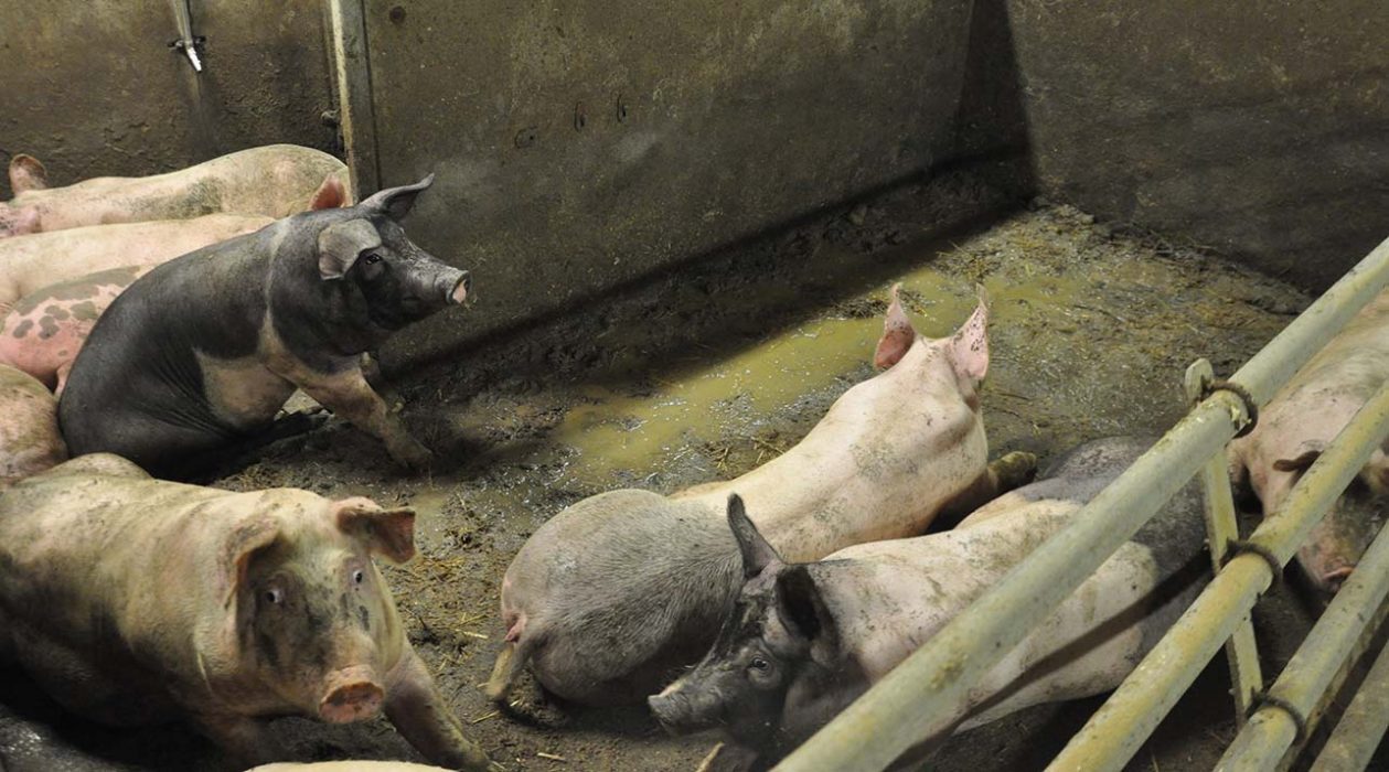För att undvika framtida pandemier behöver vi lägga ned djurindustrin och gå över till plantbaserad kost, menar Läkare för framtiden.