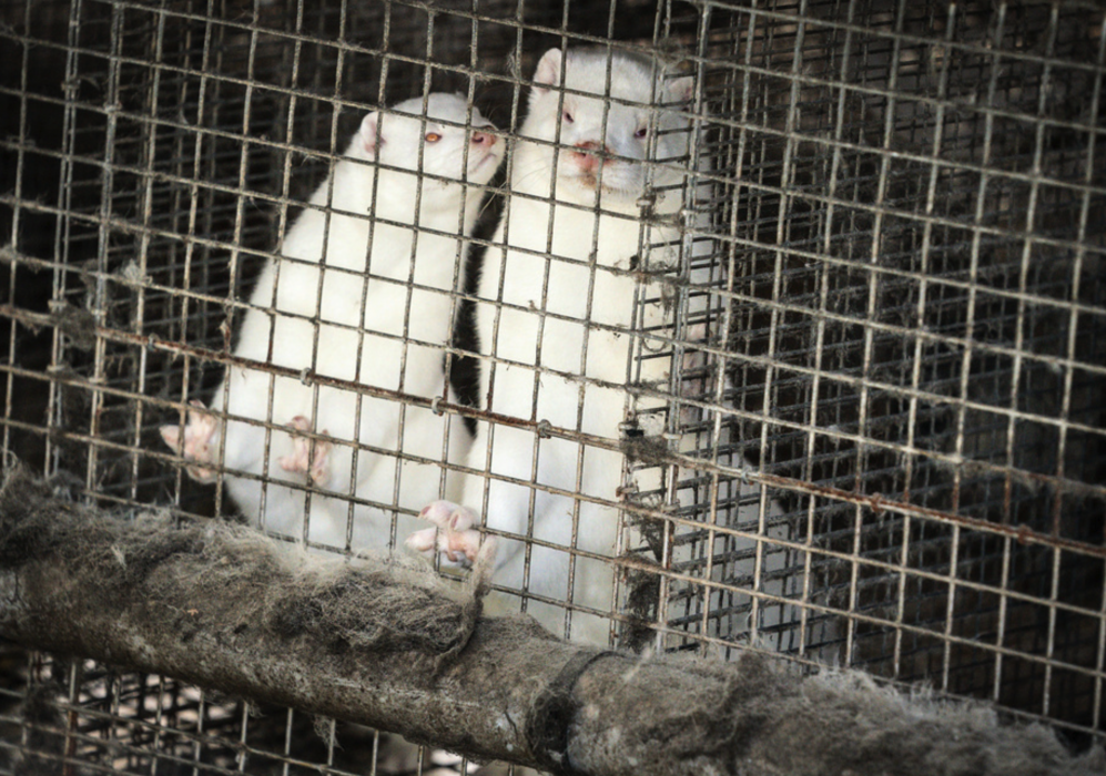 Olika varianter av muterat coronavirus från mink har spridits i Danmark.