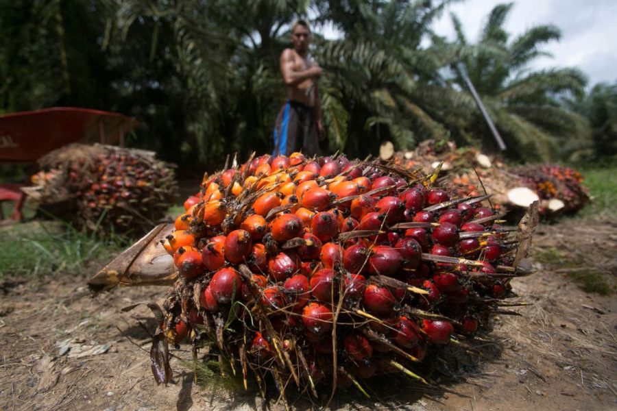 Palmolja ligger bakom många av världens skövlade regnskogar.