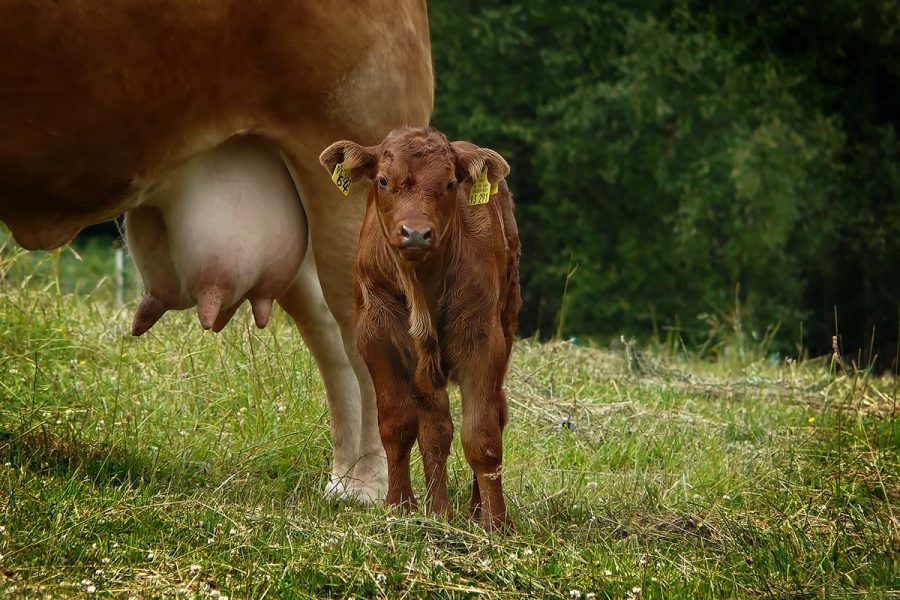 Ett projekt som tittar på hur kalvar kan få vara tillsammans med sin mamma längre tid  i mjölkindustrin har fått två miljoner kronor i  bidrag från Formas.