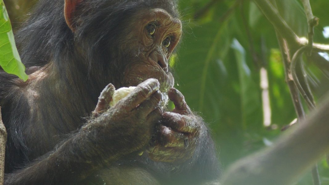 En chimpansunge som äter mango i en film producerad av National Geographic.