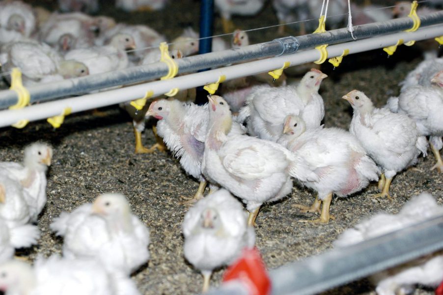 Stressade kycklingar tycks få förändrade gener, visar en ny studie.