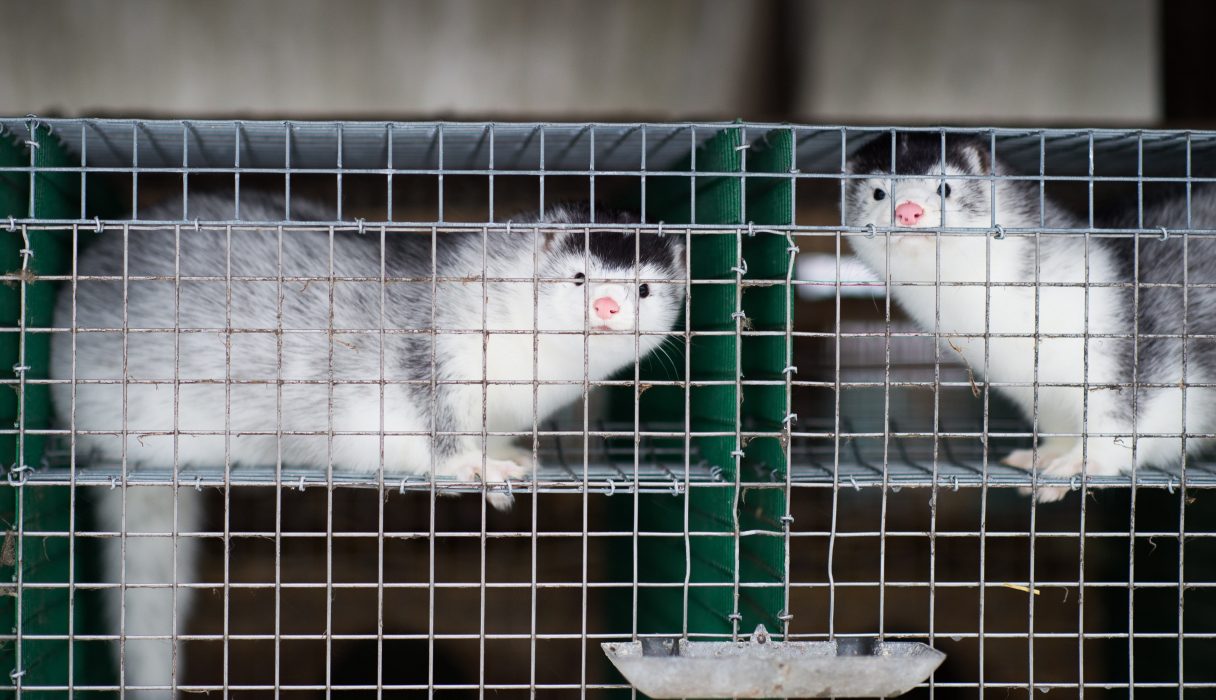 Minkar på en minkfarm på Listerlandet i Blekinge.