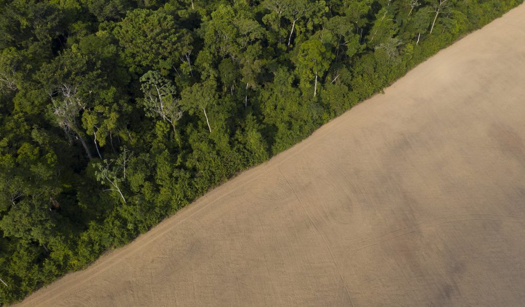 Regnskog och avverkad regnskog till förmån för sojaodling i Brasilianska delstaten Pará.