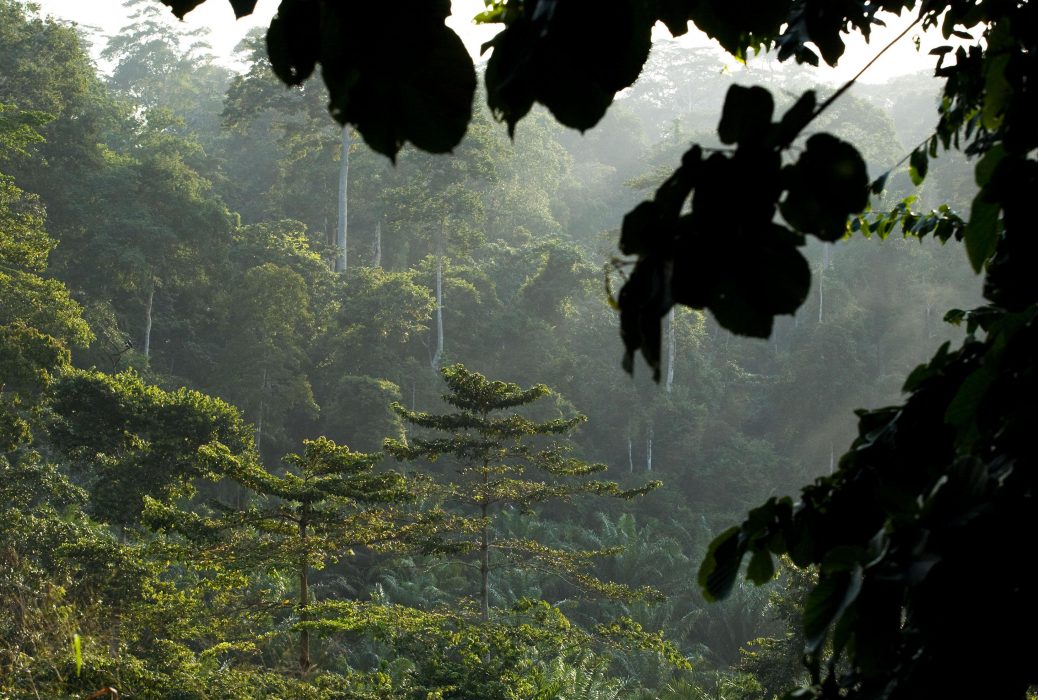 EU står för tio procent av den globala avskogningen, från Amazonas till de asiatiska regnskogarna.