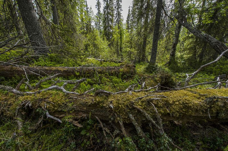 Gammelskog i Sverige är ett sådant område som har särskilt högt naturvärde, så kallad nyckelbiotop.