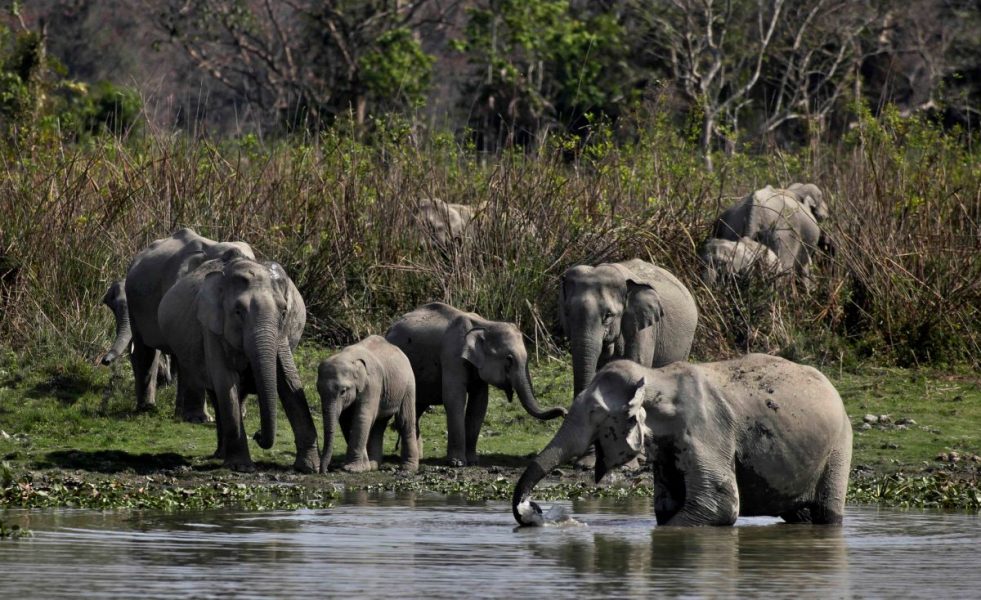 I Indien dör årligen omkring 100 elefanter och 500 människor till följd av konflikter.