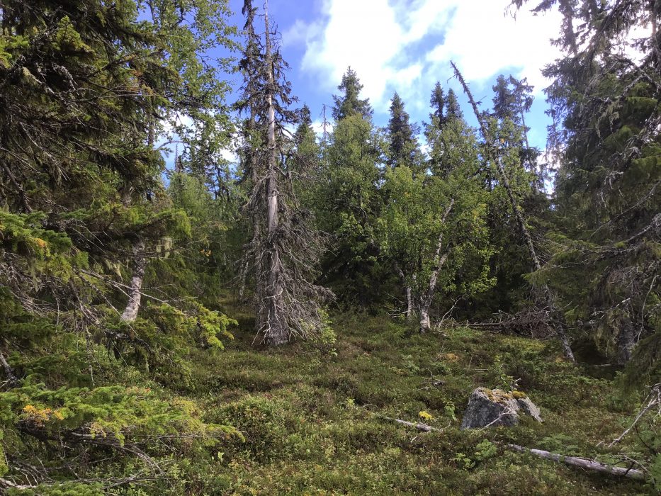 Gles grannaturskog, Medberget i Strömsunds kommun.